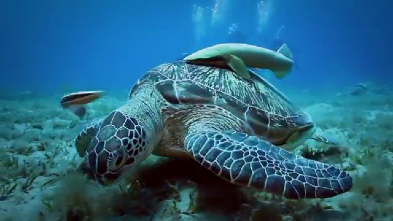 Panda Licious Travel