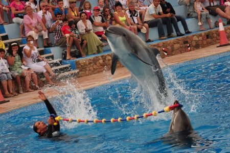 Dolphins Watching Trip with Your Children - Sharm El Sheikh