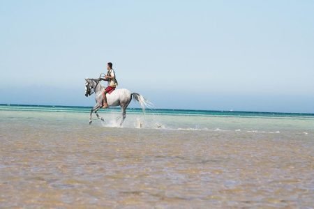 Horse Riding Two hour At Amazing Desert with Transfer  - Marsa Alam