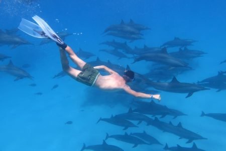 Dolphin House Reef Snorkeling Sea Trip With Transfer  - Marsa Alam