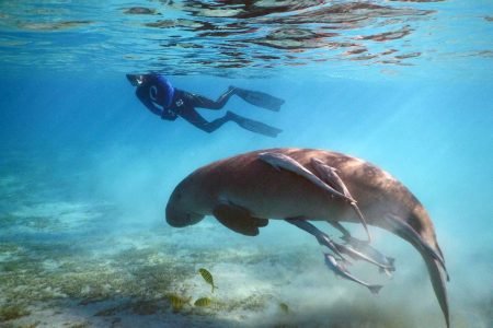 Marsa Mubarak Snorkeling Trip,2 intro dive & Transfer  - Marsa Alam